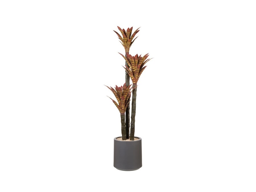 L'OCA NERA Aloe