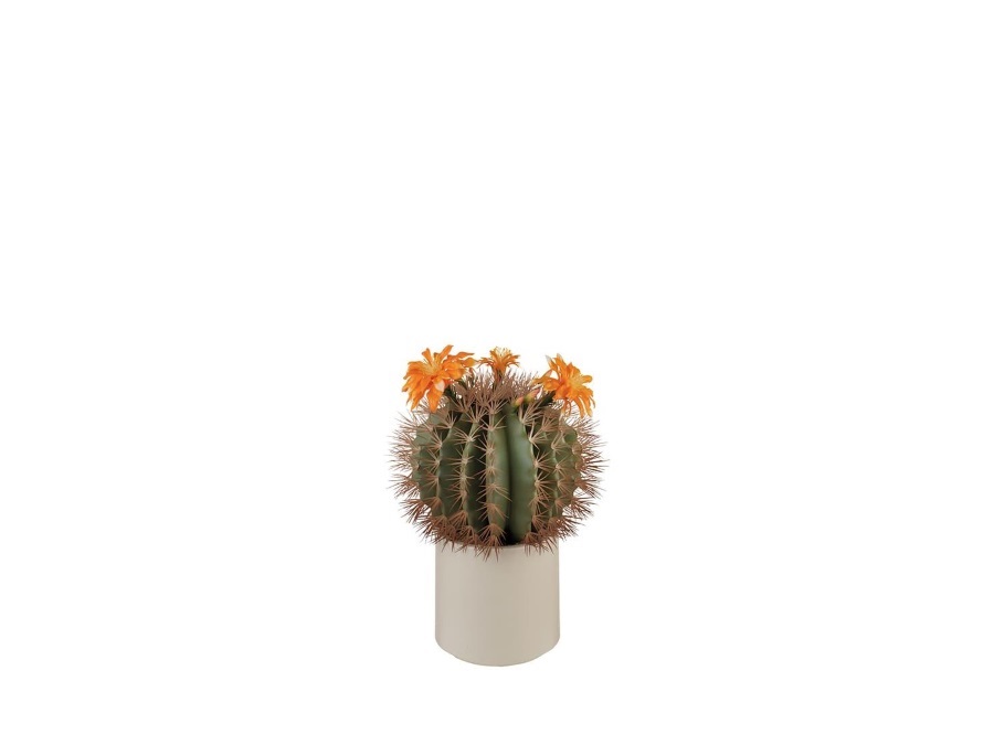 L'OCA NERA Cactus fiori arancioni