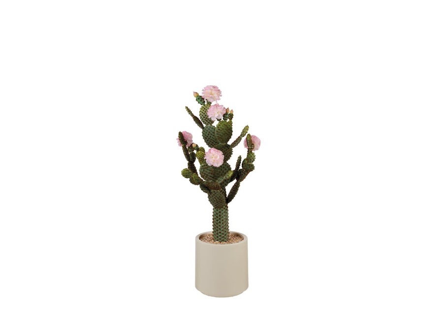 L'OCA NERA Cactus fiori rosa