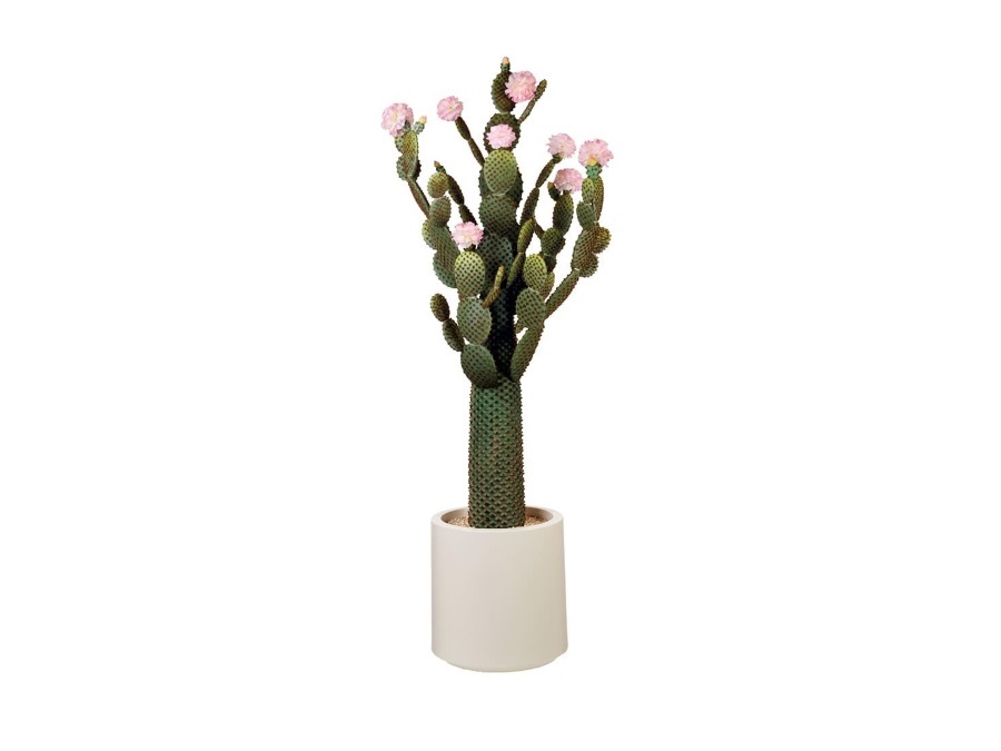L'OCA NERA Cactus fiori rosa