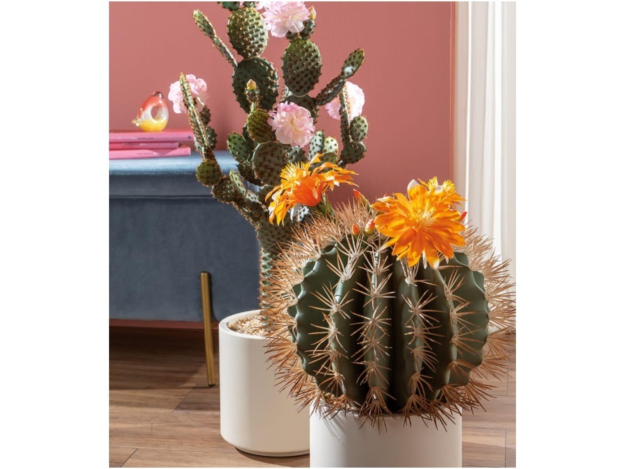 L'OCA NERA Cactus fiori rosa