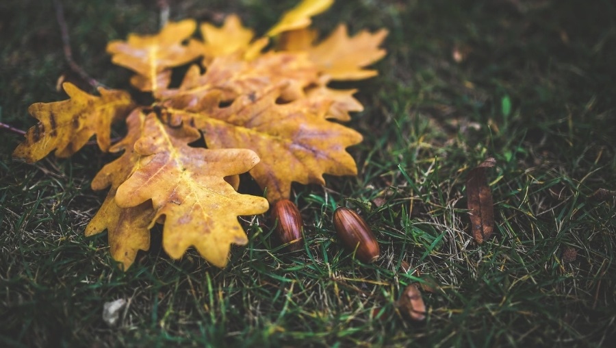 Lavori in giardino a novembre e dicembre con Barenbrug