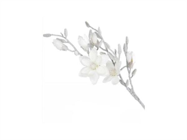 RITUALI DOMESTICI Ghiacciata, magnolia l