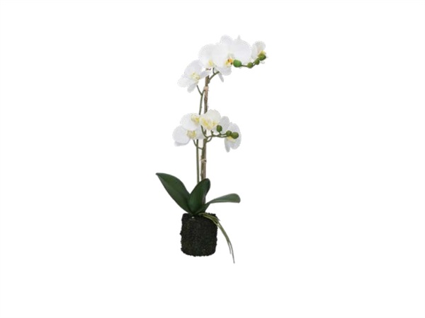 RITUALI DOMESTICI Veronica, zolla con orchidee bianco m
