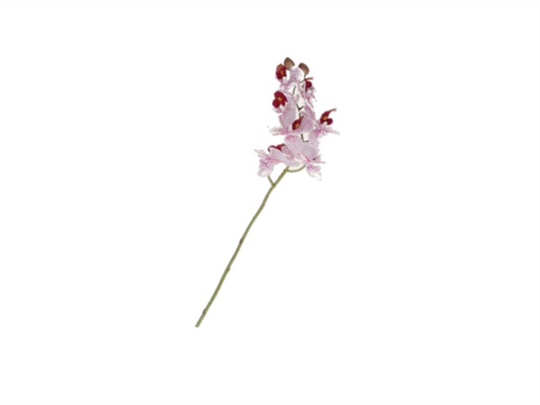 RITUALI DOMESTICI Veronica, orchidea maculata rosa s