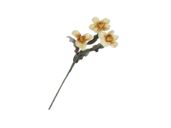 RITUALI DOMESTICI Flora, anemone giallo