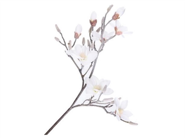 RITUALI DOMESTICI Ghiacciata, magnolia xl