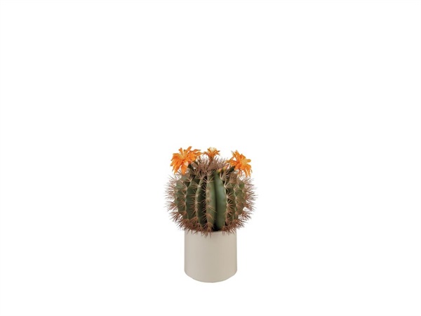 L'OCA NERA Cactus fiori arancioni