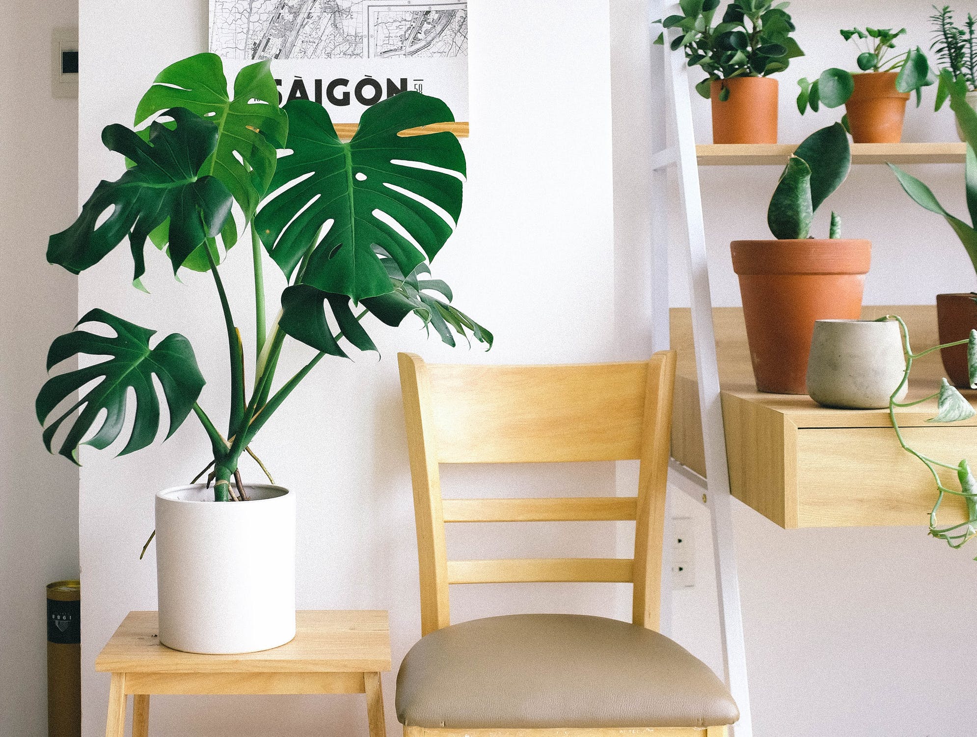 ufficio-in-casa-piante
