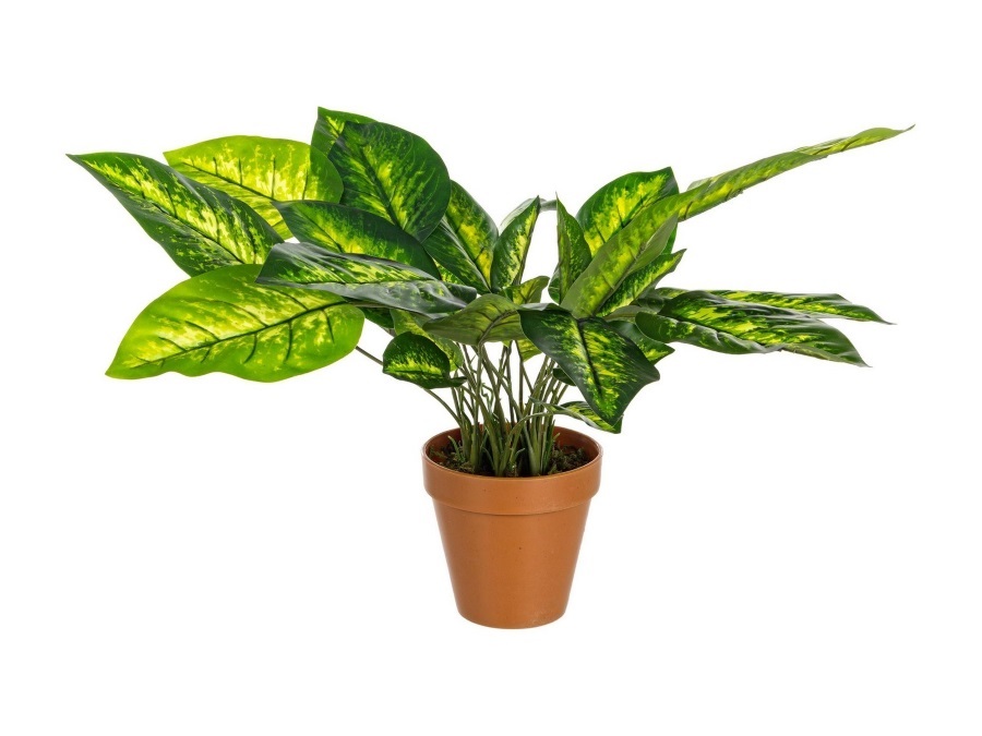 BIZZOTTO PIANTA DIEFFENBACHIA C-VASO 30FOGLIE H45