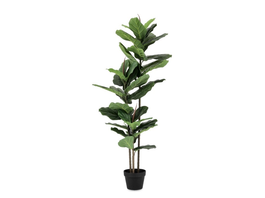 BIZZOTTO PIANTA FICUS LYRATA C-VASO 39FOGLIE H145