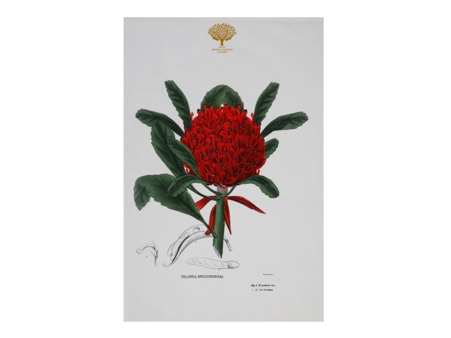 MAXWELL & WILLIAMS Royal Botanic Garden Canovaccio Telopea 50x70cm